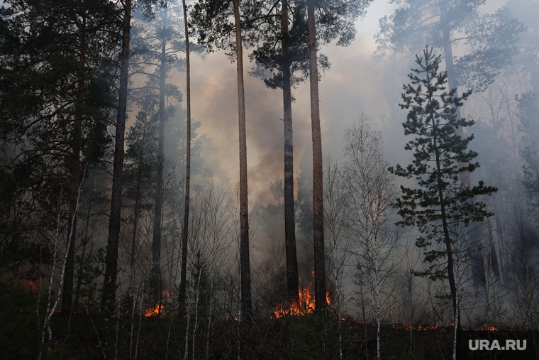 Обстановка с лесными пожарами.